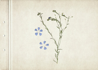Pressed and dried herb and blue petals. Vintage herbarium on old paper. Vertical composition of the grass with small flowers on a cardboard.