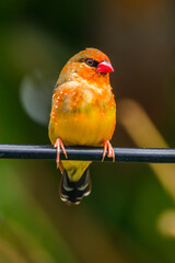 The red avadavat (Amandava amandava), red munia or strawberry finch, is a sparrow-sized bird of the family Estrildidae