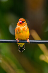 The red avadavat (Amandava amandava), red munia or strawberry finch, is a sparrow-sized bird of the family Estrildidae