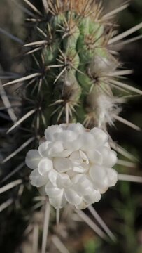 cacto xique-xique florido na caatinga, vegeta&ccedil;&atilde;o nativa do semi&aacute;rido brasileiro - video vertical