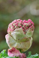 Red rhubarb blossom as a close up