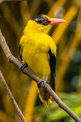 The black-naped oriole is medium-sized and overall golden with a strong pinkish bill and a broad black mask and nape