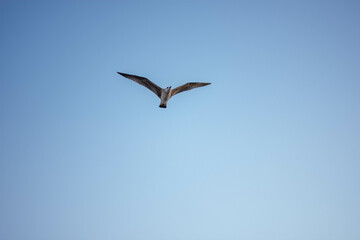 seagull in the sky