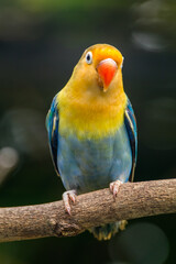 Fischer's lovebird (Agapornis fischeri) is a small parrot species of the genus Agapornis.