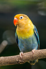 Fischer's lovebird (Agapornis fischeri) is a small parrot species of the genus Agapornis.