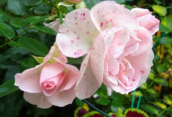 Bedding rose with white pink flowers  - varieties , Aspirin Rose (the flowers are white and pink in autumn with spots formed after the rain ) - Powered by Adobe