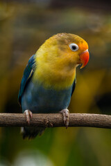 Fischer's lovebird (Agapornis fischeri) is a small parrot species of the genus Agapornis.
