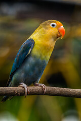 Fischer's lovebird (Agapornis fischeri) is a small parrot species of the genus Agapornis.