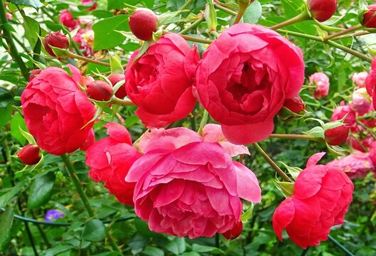 Bedding rose with pink red flowers  - varieties , Pomponella