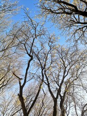 tree in the sky