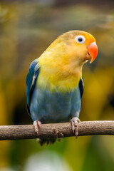 Fischer's lovebird (Agapornis fischeri) is a small parrot species of the genus Agapornis.