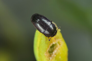 Winter rapeseed flowers damaged by Brassicogethes (formerly  Meligethes) aeneus. It is an abundant pollen beetle, important pest of oilseed rape.