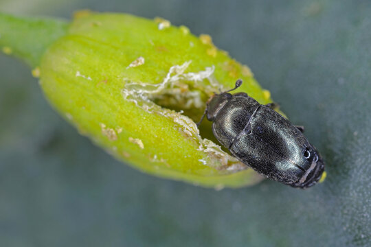Winter rapeseed flowers damaged by Brassicogethes (formerly  Meligethes) aeneus. It is an abundant pollen beetle, important pest of oilseed rape.
