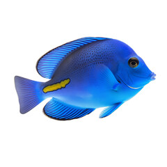 A blue and yellow Paracanthurus or Tang fish isolated on a transparent background