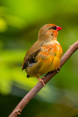 The red avadavat (Amandava amandava), red munia or strawberry finch, is a sparrow-sized bird of the family Estrildidae
