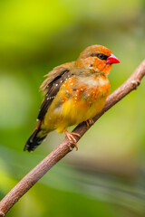 The red avadavat (Amandava amandava), red munia or strawberry finch, is a sparrow-sized bird of the family Estrildidae