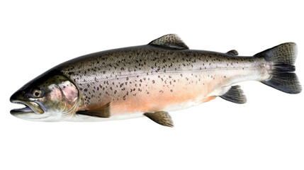 Naklejka premium An entire salmon isolated on a transparent background