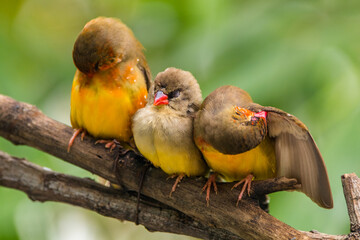 The red avadavat (Amandava amandava), red munia or strawberry finch, is a sparrow-sized bird of the family Estrildidae