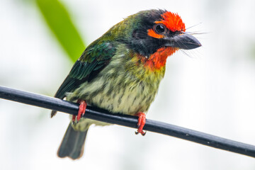 The coppersmith barbet (Psilopogon haemacephalus), also called crimson-breasted barbet and coppersmith