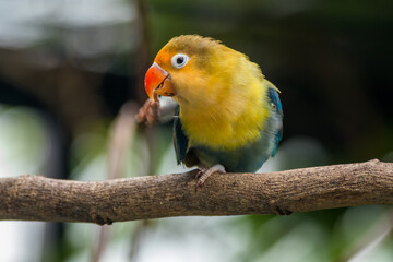 A lovebird (Agapornis) is a type of parrot. There are nine species. They are a social and...