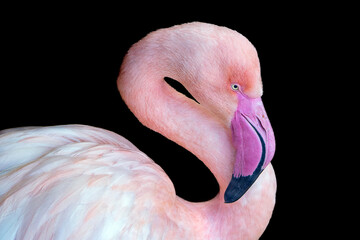 Flamingo - 765887797