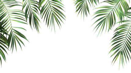 Fresh, verdant coconut or date palm leaves. Intricate textures and shades of green. Transparent png, add your own background. - 765887975