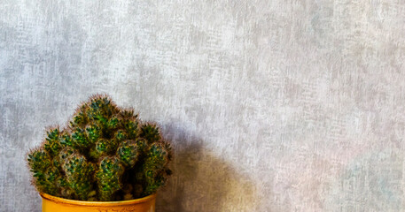 Beautiful green cactus with babies on a gray background