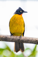 The ruby-throated bulbul (Rubigula dispar), or yellow bulbul, also known as flame throated bulbul is a member of the bulbul