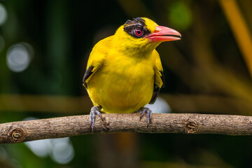 The black-naped oriole is medium-sized and overall golden with a strong pinkish bill and a broad black mask and nape