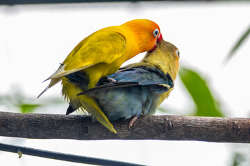 Fischer's lovebird (Agapornis fischeri) is a small parrot species of the genus Agapornis.