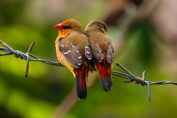 The red avadavat (Amandava amandava), red munia or strawberry finch, is a sparrow-sized bird of the family Estrildidae