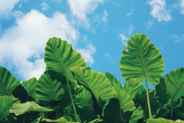 A large green leafy plant stands tall against a vibrant blue sky in the background, showcasing the beauty of nature