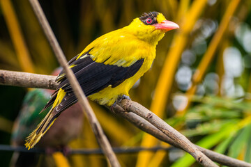 The black-naped oriole is medium-sized and overall golden with a strong pinkish bill and a broad black mask and nape
