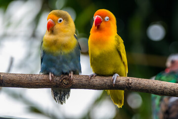 Fototapeta premium Fischer's lovebird (Agapornis fischeri) is a small parrot species of the genus Agapornis.