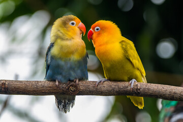 Fischer's lovebird (Agapornis fischeri) is a small parrot species of the genus Agapornis.