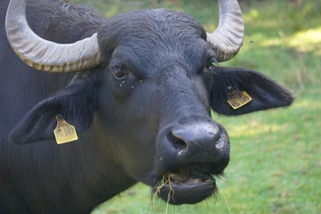 Close Up vom Kopf eines grasenden schwarzen Wasserbüffels mit großen Hörnern und Fliegen um die Augen auf der Weide