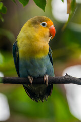 Fischer's lovebird (Agapornis fischeri) is a small parrot species of the genus Agapornis.