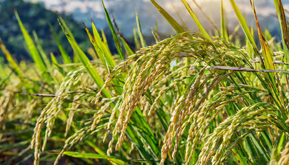 Fototapeta premium Inaho. Rice. Rice growing in the field. Japanese landscape image.