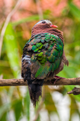 The emerald dove or common emerald dove (Chalcophaps indica), also called Asian emerald dove and grey-capped emerald dove