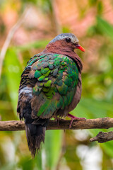 The emerald dove or common emerald dove (Chalcophaps indica), also called Asian emerald dove and grey-capped emerald dove