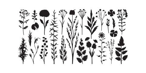 Wild meadow herbs flowering flowers Vector Silhouettes Collections Vector Art Illustration