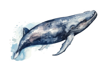 Watercolor blue whale illustration. Ocean animal.