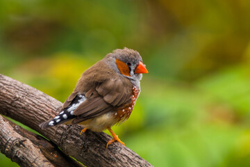 The zebra finches are two species of estrildid finch in the genus Taeniopygia found in Australia and Indonesia.