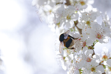 frühlingserwachen