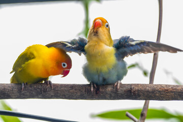 Fischer's lovebird (Agapornis fischeri) is a small parrot species of the genus Agapornis.