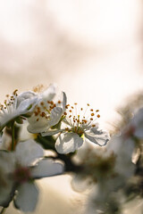 fr&uuml;hlingserwachen