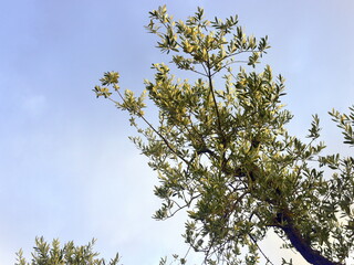 Ast eines Olivenbaums vor blauem Sommerhimmel