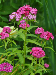 Carnation blooms on the flowerbed