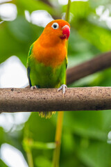 Fischer's lovebird (Agapornis fischeri) is a small parrot species of the genus Agapornis.