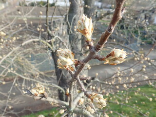 fresh green twig tree branch in spring